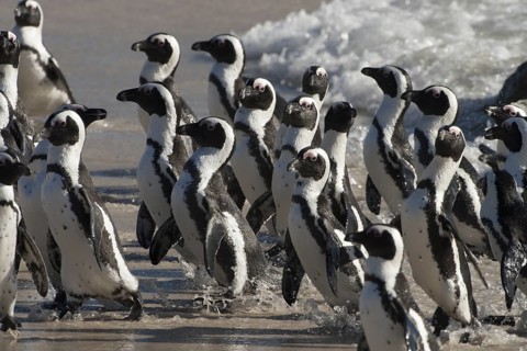 African Penguin (Spheniscus demersus) group coming ashore, South Africa