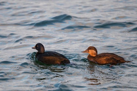 Common Scoter (Melanitta nigra) pair, Mecklenburg-Western Pomerania, Germany