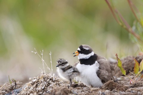 Common Ringed Plover (Charadrius hiaticula) with chick, Iceland