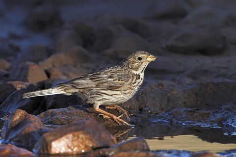 Corn Bunting (Emberiza calandra), Bulgaria
