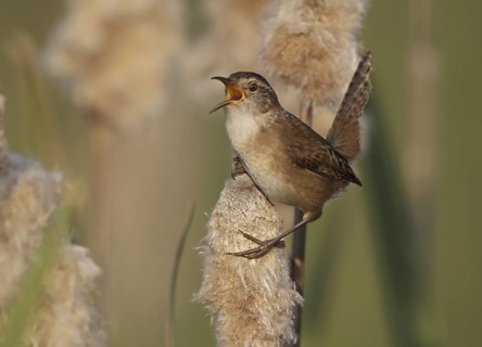 Marsh Wren (Cistothorus palustris) singing, Ohio, USA