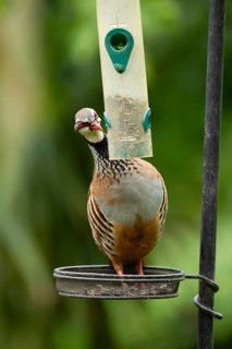 Red legged partridge (Alectoris rufa) adult game bird on a garden bird feeder, Norfolk, England,