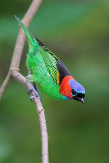 Red-necked Tanager (Tangara cyanocephala) perched on a branch in the Atlantic rainforest of