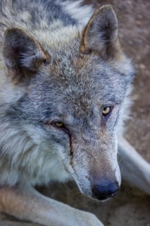 Portrait of one eurasian gray wolf (Canis lupus lupus)
