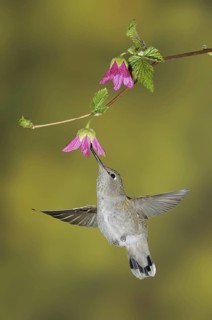 Anna's Hummingbird (Calypte anna), British Columbia, Canada