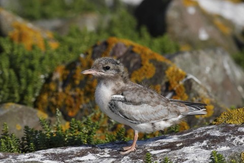 Common Tern (Sterna hirundo) juvenile, Lower Saxony, Germany