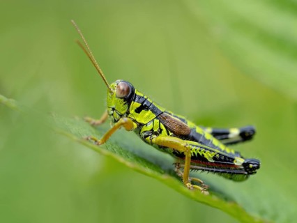 Green mountain grasshopper (Miramella alpina), Grasshopper, Green Mountain Grasshopper,