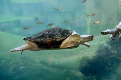 Burmese Roofed Turtle (Batagur trivittata), adult, in water, swimming, Myanmar, Asia, captive