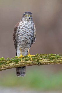 Eurasian Sparrowhawk (Accipiter nisus) female perched on a branch, Saxony-Anhalt, Germany
