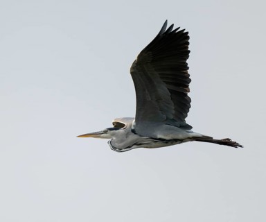 Grey heron (Ardea cinerea) in flight, Lower Saxony, Germany