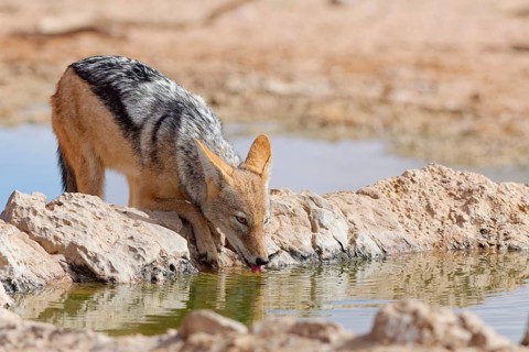 Black-backed jackal (Lupulella mesomelas), adult animal, drinking at a waterhole, Kgalagadi