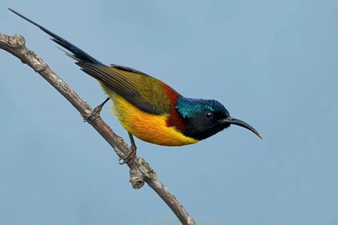 Green-tailed Sunbird (Aethopyga nipalensis) male, West Bengal, India