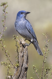 Pinyon Jay (Gymnorhinus cyanocephalus), Oregon, USA