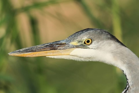 Grey Heron (Ardea cinerea), Eilat, Israel, Germany