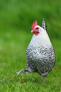 East Frisian Gull standing in a meadow, chicken breed with good utilisation characteristics, Texel,