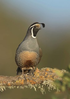California Quail (Callipepla californica) male, California, USA