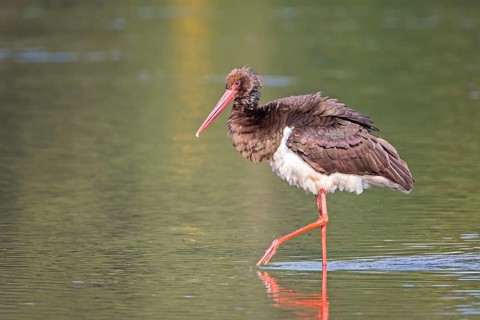 Black Stork (Ciconia nigra) foraging, Saxony-Anhalt, Germany