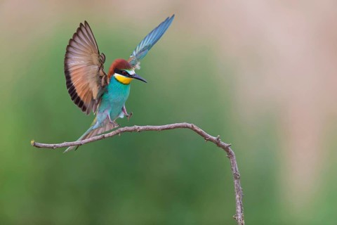 Bee-eater, (Merops apiaster), Animals, Birds, Raptor family, Perching station, Muselievo,