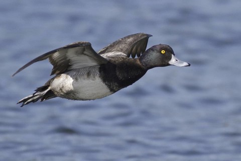Lesser Scaup (Aythya affinis) male flying, British Columbia, Canada