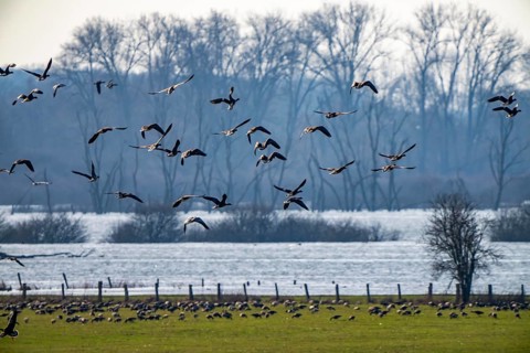 Bislicher Insel, nature reserve on the Rhine, Altrheinarm, near Xanten, Lower Rhine, Wesel