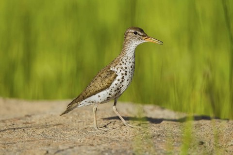 Spotted Sandpiper Actitis macularius east of Beaver, Utah, United States 4 July Adult in breeding