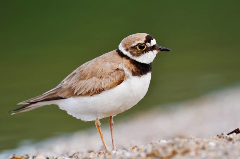 Little Ringed Plover (Charadrius dubius), North Rhine-Westphalia, Germany