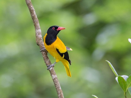 Black-hooded Oriole (Oriolus xanthornus), Sri Lanka