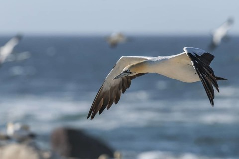 Cape Gannet (Morus capensis) flying, Western Cape, South Africa