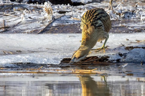 Eurasian bittern, great bittern (Botaurus stellaris) fishing from ice covered shore along frozen