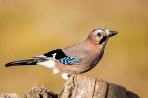 Eurasian Jay (Garrulus glandarius), Andalusia, Spain