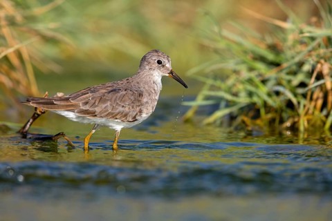 Temminck's Sandpiper, (Calidris temminckii), Animals. birds, limicoles, biotope, habitat, foraging,