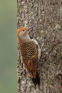 Guatemalan Flicker (Colaptes auratus mexicanoides) perched on a branch in Guatemala in Central
