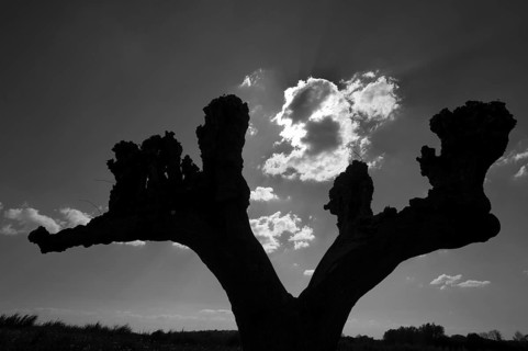Silhouettes of trimmed Tilia × europaea linden trees (Tilia × europaea) in Festonallee backlit,