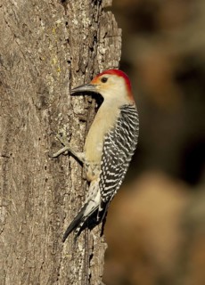 Red-bellied Woodpecker (Melanerpes carolinus), Ohio, USA