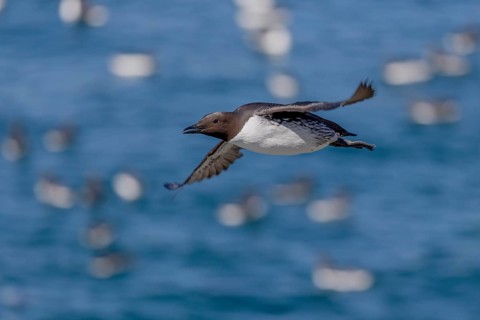 Common guillemot (Uria aalge), in flight, Hornoya, Varangerfjord, Norway