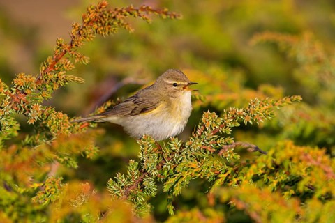Willow warbler, (Phylloscopus trochilus), animals, birds, songbirds, Varanger, Finnmark, Norway