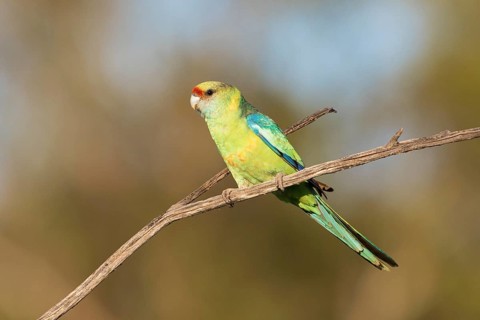 Mallee Ringneck (Barnardius zonarius barnardi), New South Wales, Australia