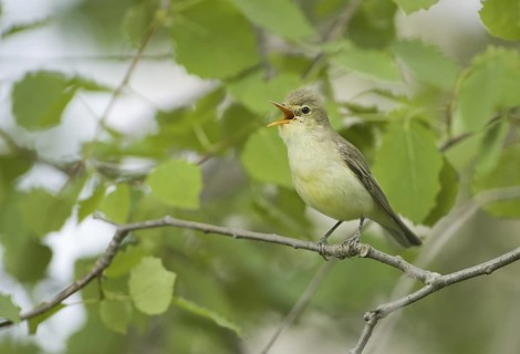 Icterine Warbler (Hippolais icterina) singing, Brandenburg, Germany