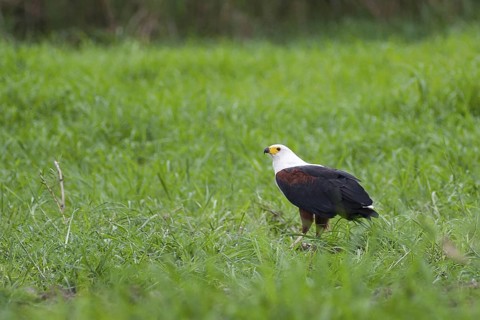 African Fish Eagle (Haliaeetus vocifer), Okavango-Delta, Botswana