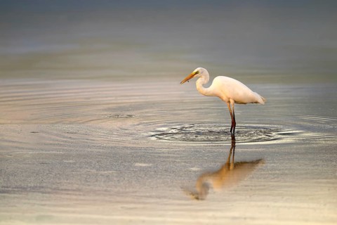 Great egret (Egretta alba) standing in shallow water, Naturquartier Grosswilfersdorf,