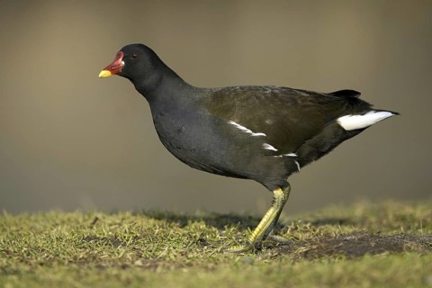 Common Moorhen (Gallinula chloropus), Lower Saxony, Germany