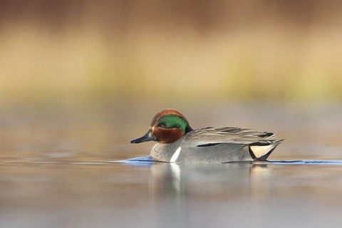 Green-winged Teal (Anas carolinensis) male, British Columbia, Canada