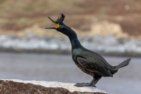 Cormorant (Phalacrocorax aristotelis), with bonnet, Hornoya, Varangerfjord, Norway