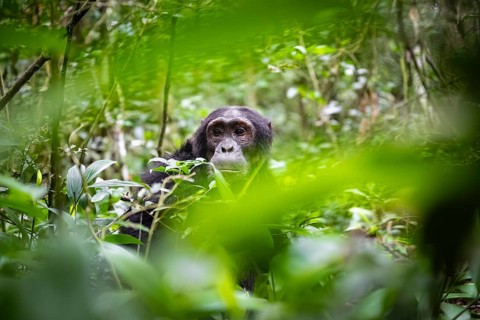 Chimpanzee (Pan Troglodytes), male looking thoughtfully, on the ground, mood, green jungle in