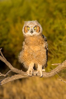 Great Horned Owl Bubo virginianus Tucson, Arizona, United States 21 May Immature Strigidae