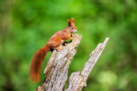 Red squirrel (Sciurus vulgaris) sitting on an old wrotten tree trunk in a forest, Bavaria, Gernany