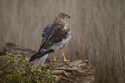 A vigilant red kite bird stands alert on a rustic log, its eyes sharply scanning the surroundings,