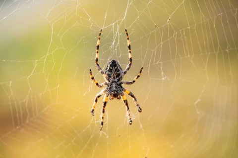 European garden spider (Araneus diadematus) hanging on a spider web at eveing on the island of