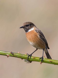 European Stonechat (Saxicola rubicola) male, United Kingdom