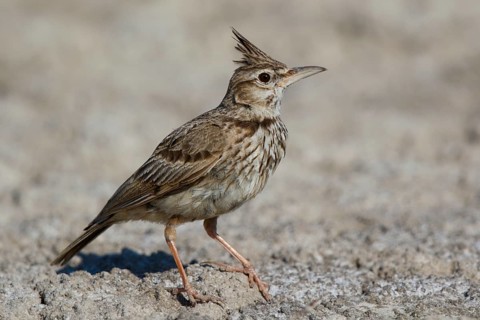 Crested Lark (Galerida cristata), Lesvos, Greece